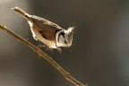 Salto in alto... Salto in alto...