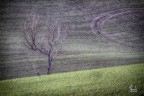L'albero solitario L'albero solitario