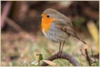 Robin il Pettirosso. Robin il Pettirosso.