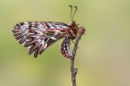 Zerynthia polyxena
