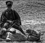 cavaliere della puszta cavaliere della puszta