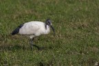 ..ibis sacro..