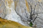 Orange Spring Mound, Yellowstone N.P., deve il suo nome alla colonia di cianobatteri che ha ricoperto con incredibili tonalit gialle e arancio una collinetta di travertino