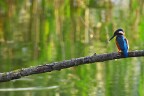 Martin Pescatore Martin Pescatore