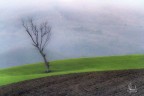 Il solitario Il solitario