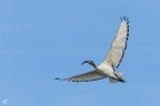 ..ibis sacro..