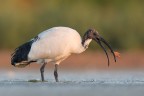 Ibis Sacro ! Ibis Sacro !