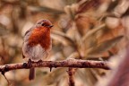 La lunghezza focale del 200mm L non  adatta all'avifauna su fullframe, ma lui non lo sa e scatta lo stesso. Questa  la prima volta che mi cimento in avifauna, ero cos preso dal cogliere l'attimo che non ho fatto caso agli iso troppo alti, fortunatamente la 6d si  comportata bene. :)