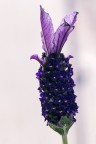 Lavanda 1 Lavanda 1