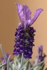 Lavanda 2 Lavanda 2