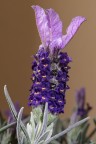 Lavanda 2bis Lavanda 2bis