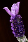 Lavanda Lavanda