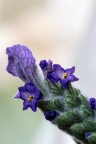 particolare di una spiga di lavanda che st aprendo tutti i piccoli fiori, ultima della serie...potete tirare un respiro di solievo..
Come sempre ben accette le critiche , noi difficilmente vediamo i nostri errori quindi sono le critiche che ce li fanno notare e ci insegnano a crescere.