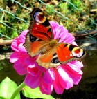 ''' ,,, ''' ''' ,,, '''