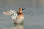 moriglione.... moriglione....