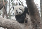 foto scattata al Giant Panda Research Center, Chengdu, China.
120mm f/4.