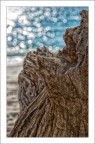 Driftwood Driftwood