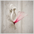 come farfalla come farfalla