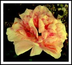 fiore. fiore.