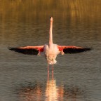 ..fenicottero rosa.. ..fenicottero rosa..