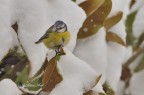 sopra la neve sopra la neve