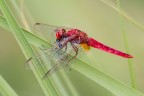 Risultato spero dignitoso per questa scena (un maschio di Crocothemis erythraea che sta divorando una povera Ischnura elegans), anche considerando che ho utilizzato un 600mm a poco meno di 3 metri.
Critiche e commenti sono graditi.
MVM0924
[url=http://funkyimg.com/view/2DFBu]H.R.[/url]