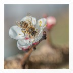 Il ritorno... dell'ape Il ritorno... dell'ape