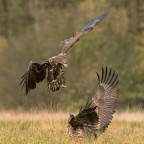 Attacco dall'alto Attacco dall'alto