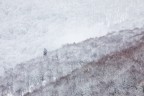 Lone Lone