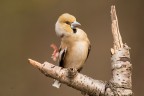 Frosone
Hawfinch
Coccothraustes coccothraustes (Linnaeus, 1758)

Piemonte, Marzo 2018
F5,6 1/160 iso2000