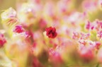 Non faccio foto di fiori