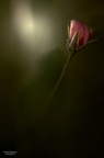 Non faccio foto di fiori
