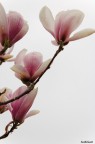 Magnolia Magnolia