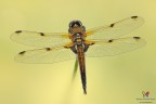 Libellula quadrimaculata....