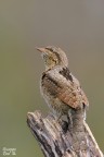 Torcicollo Torcicollo