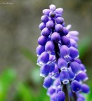 muscari muscari