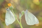 Pieris brassicae 