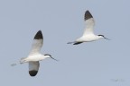 Avocette Avocette
