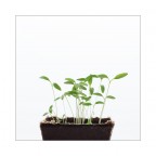 Germogli primaverili Germogli primaverili