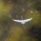 Lo strano scatto Lo strano scatto