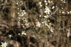 S_punti di primavera S_punti di primavera