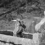 C'avevo sete C'avevo sete