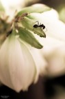 Non faccio foto di fiori