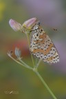 Melitaea didyma_DSC0959 Melitaea didyma_DSC0959
