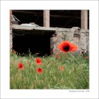 Papaveri e ruderi Papaveri e ruderi