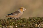 sony a99; minolta 400mm; f7.1; iso 200; 1/500sec; treppiedi
Foto scattata al mio capanno