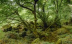 Bosco dei tigli