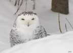 Gufo delle nevi Gufo delle nevi