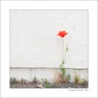 Papavero fuori posto Papavero fuori posto