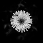 Attrazione Attrazione